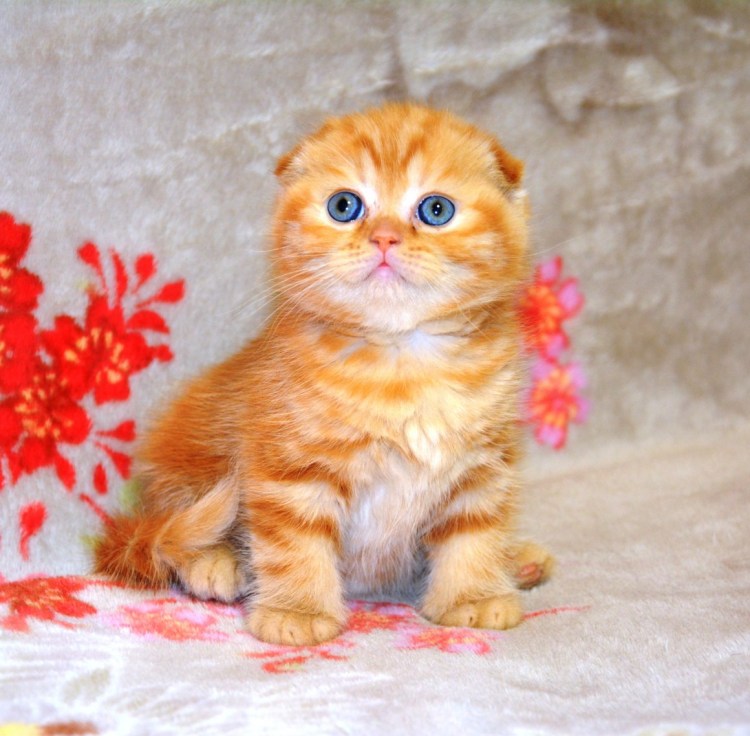 Рыжий шотландский вислоухий котенок