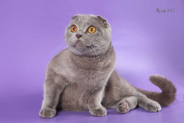 Шотландская вислоухая короткохвостая