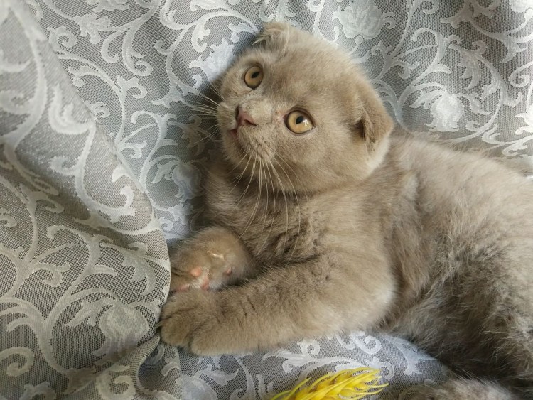 Скоттиш фолд лиловый