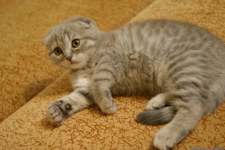 Британский кот вискас вислоухий