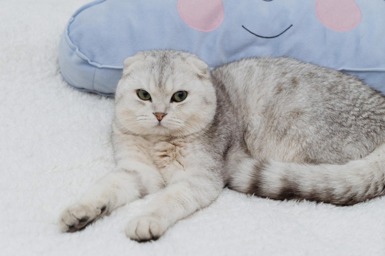 Скоттиш фолд шиншилла