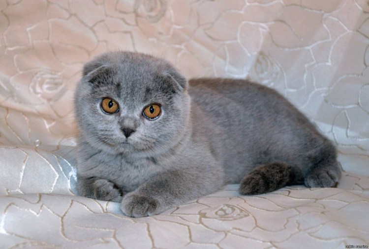Шотландская вислоухая кошка