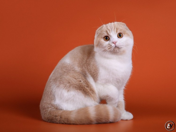 Скоттиш фолд биколор
