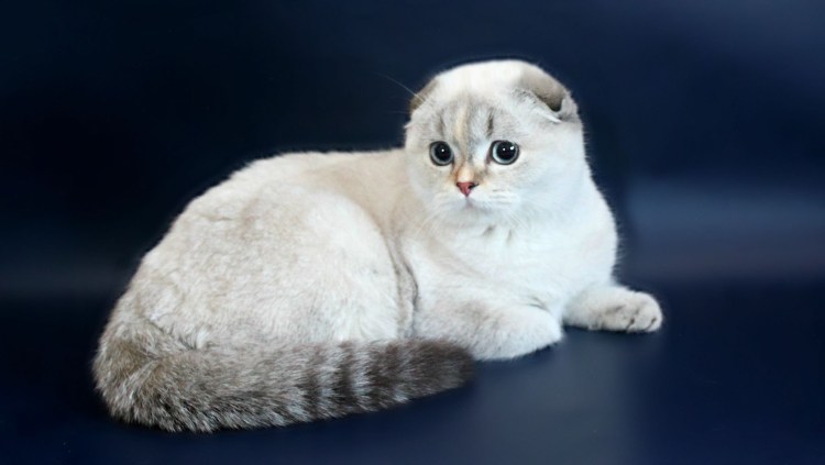 Шотландская вислоухая кошка колор Пойнт