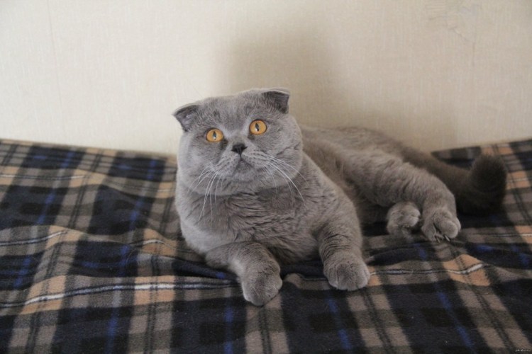 Шотландский вислоухий кот серый