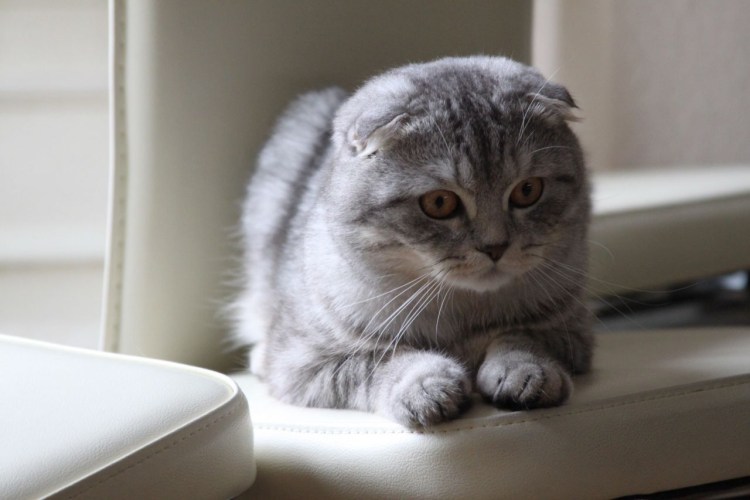 Скоттиш фолд табби