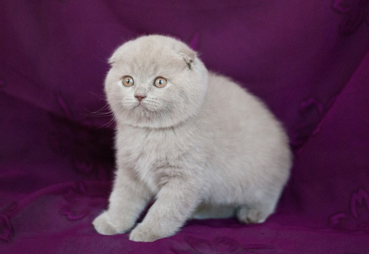 Шотландская вислоухая лиловая