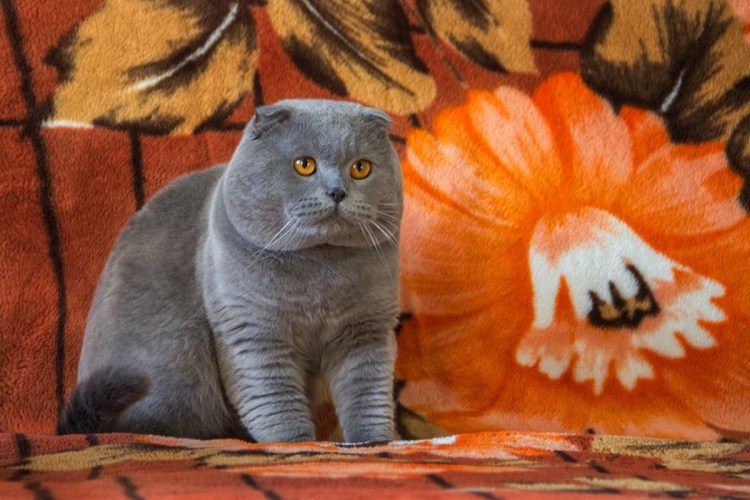 Королевский шотландский кот