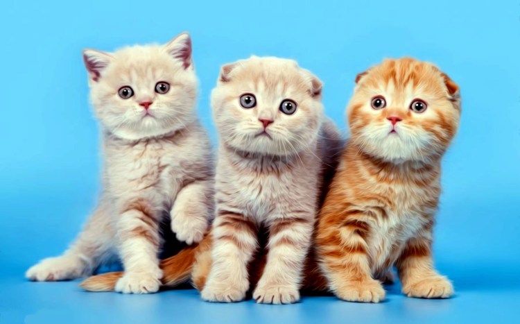 Котята Шотландская кошка скоттиш