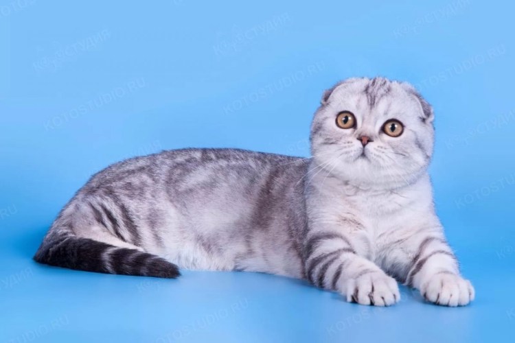 Шотландская вислоухая кошка мраморный табби