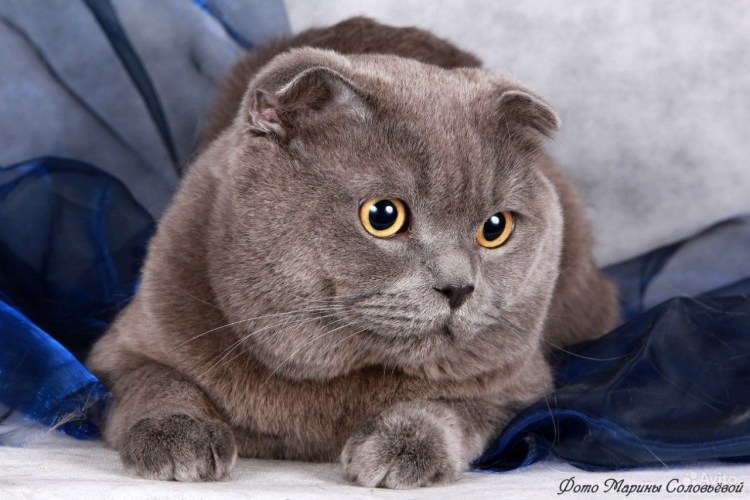 Голубой британец кот вислоухий