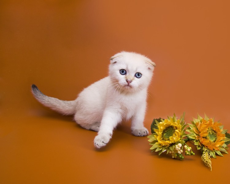 Шотландская вислоухая кошка маленький