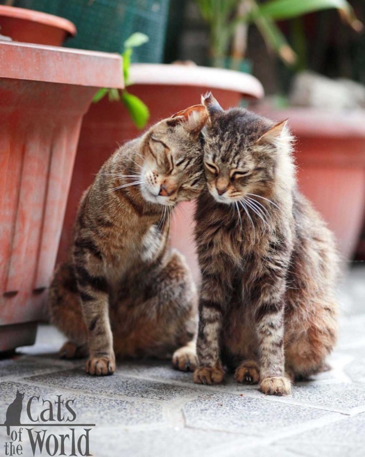 Кошки нежность