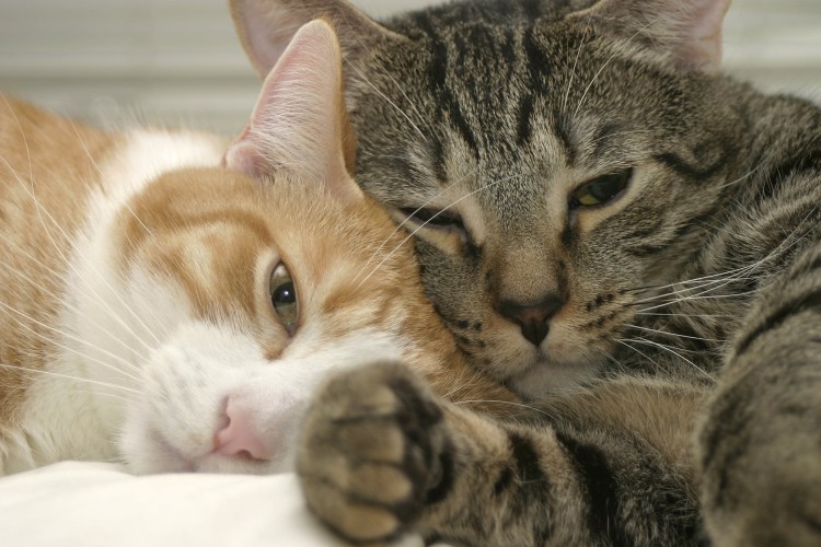 Кот ластится