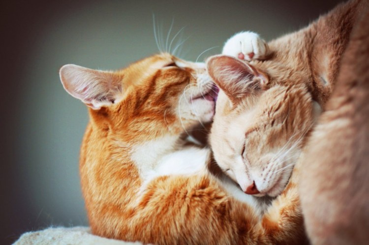Кошки любовь