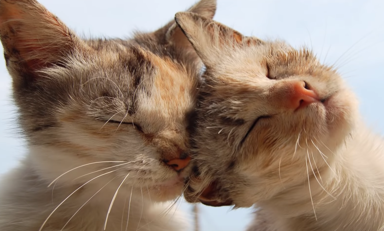Котики носик к носику