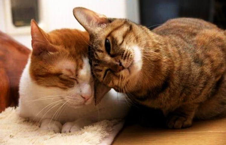 Котенок ласкается