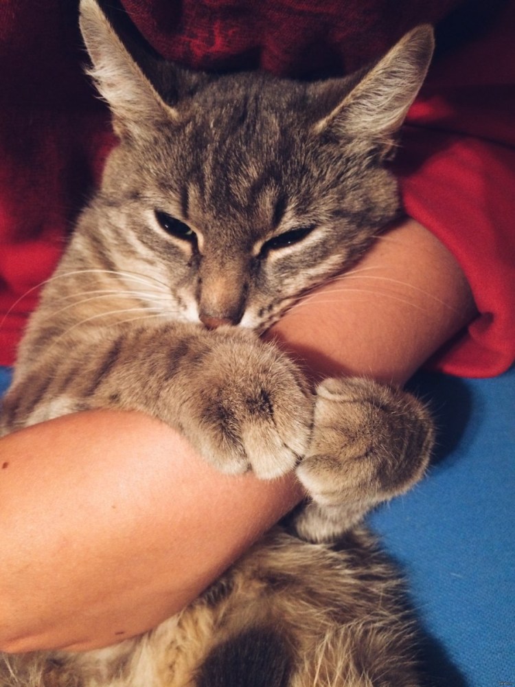 Кошка ласкается