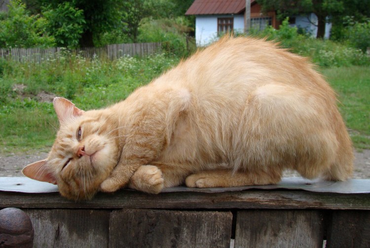 Толстый рыжий кот на спине