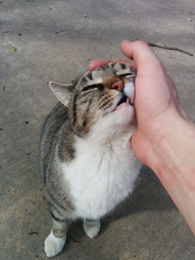 Кошка льстится