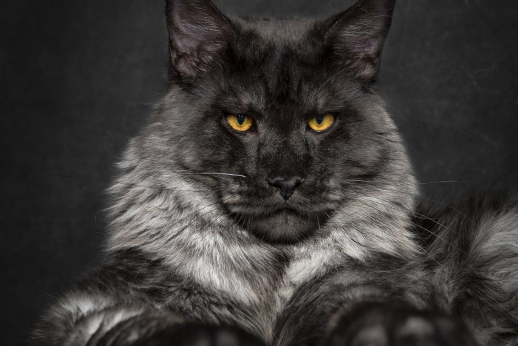 Кот Мейн кун