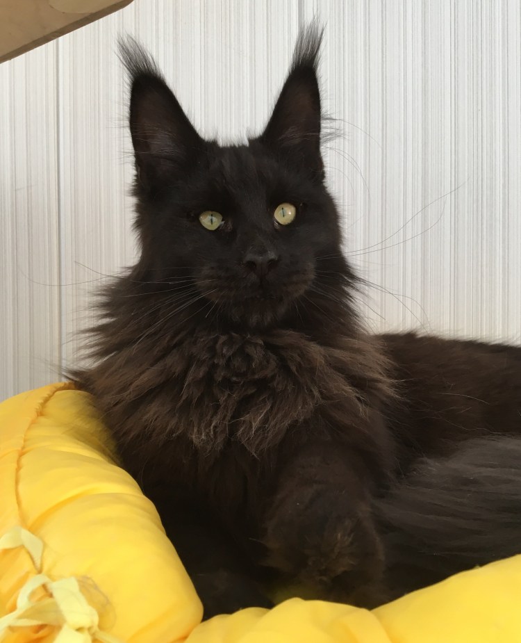 Мейн кун черный Солид