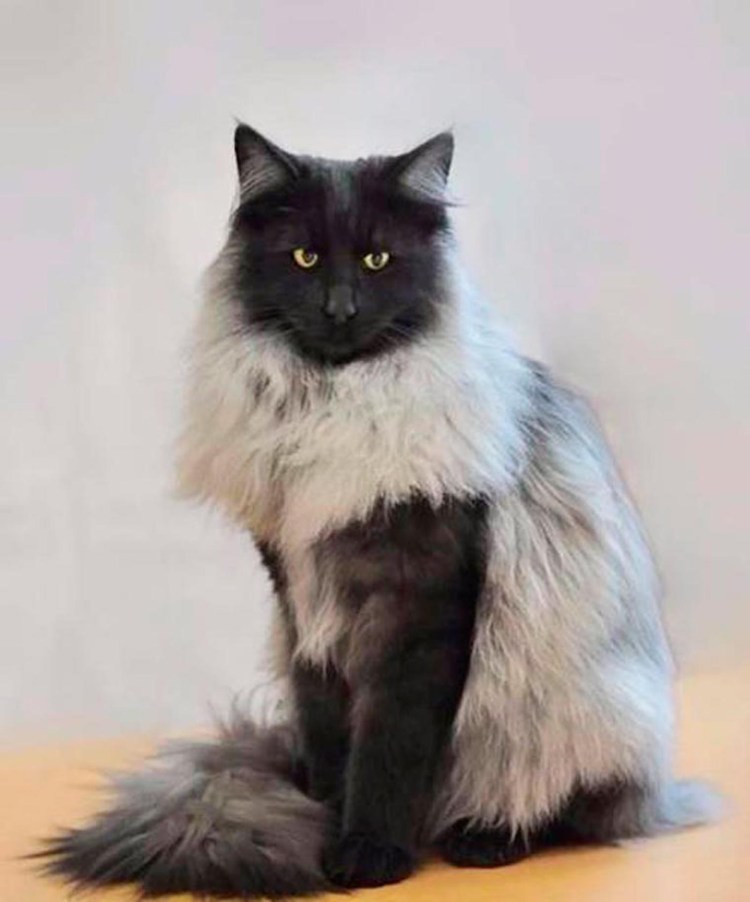 Норвежская Лесная кошка дымчатая