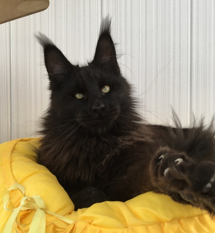 Мейн кун черный большой