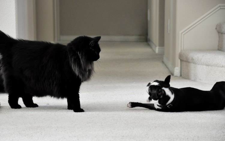 Щенки Мейн куна