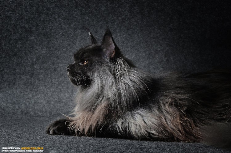 Породы собак майкуны