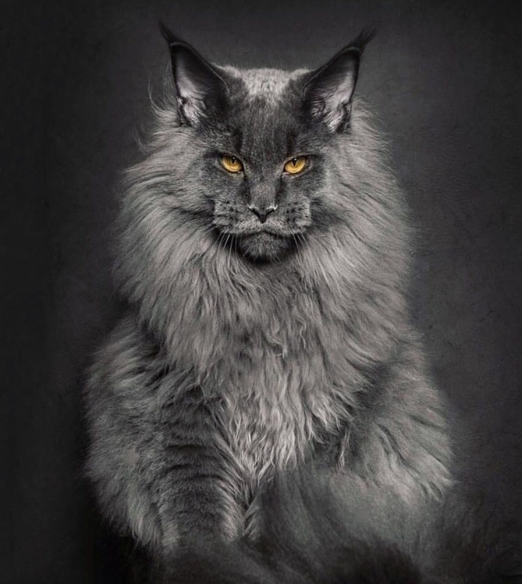 Портреты Мейн-кунов Robert Sijka