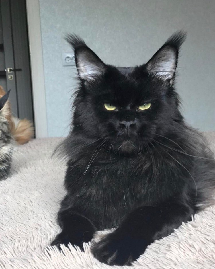 Американский Мейн кун черный