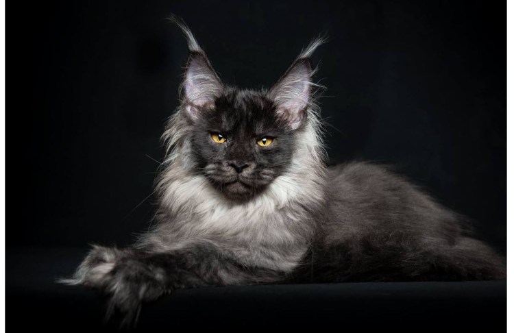 Породистый Мейн кун