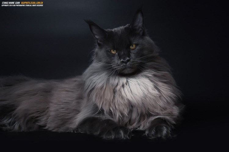Сара Maine Coon