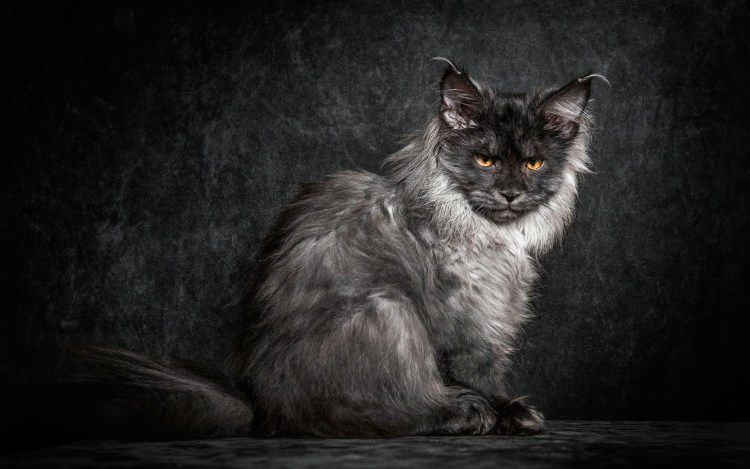 Черная кошка Мейн кун