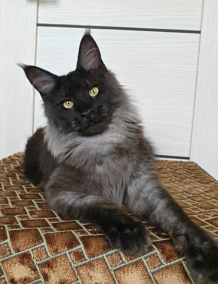 Мейн кун чёрный с серым