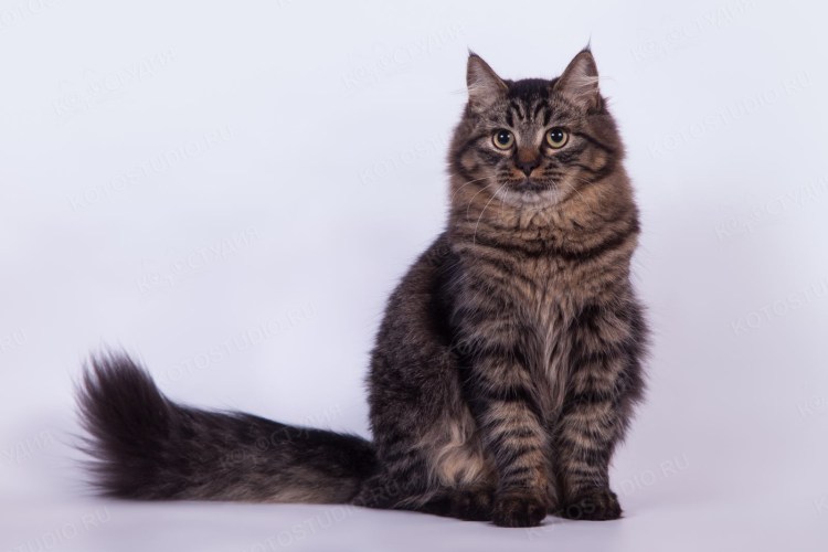 Сибирская кошка табби тигровый