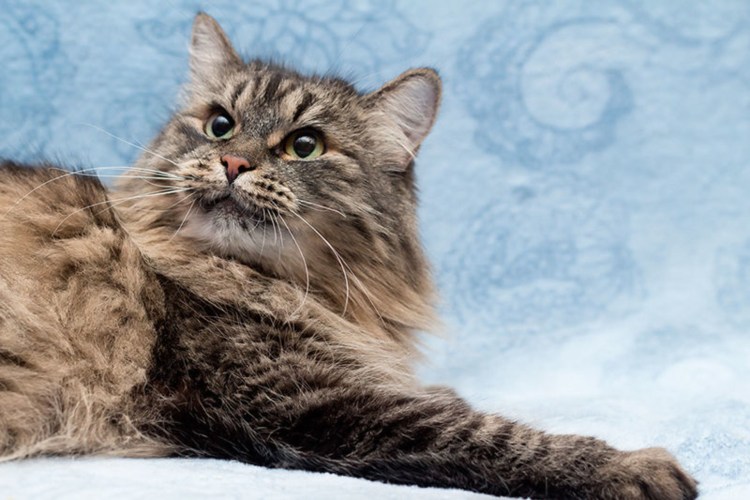 Сибирская кошка окрас табби