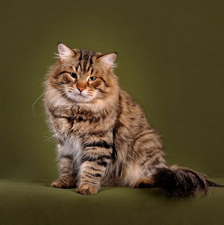 Сибирская кошка агути
