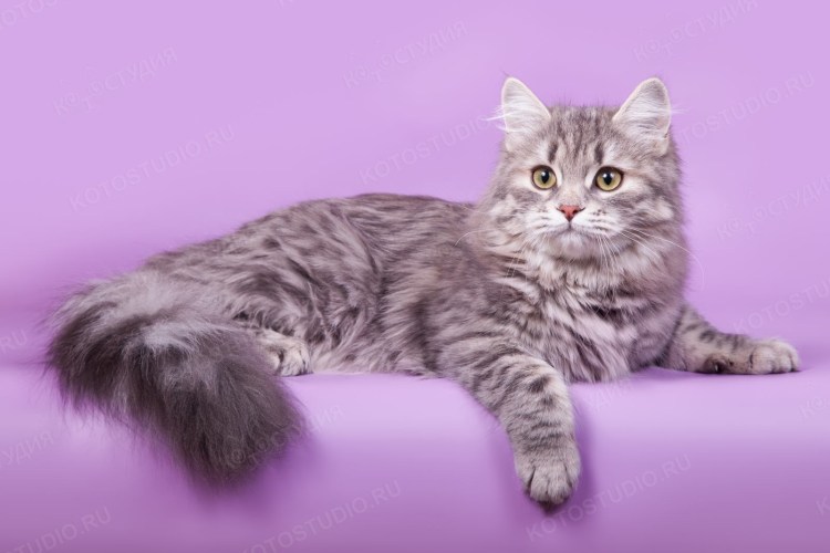 Сибирская кошка табби