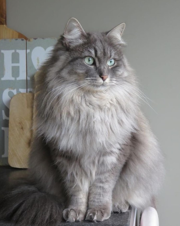 Сибирский длинношерстный кот