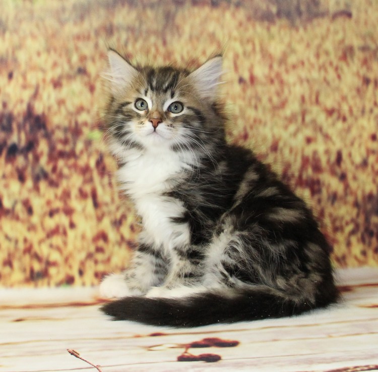 Сибирская кошка мраморный табби