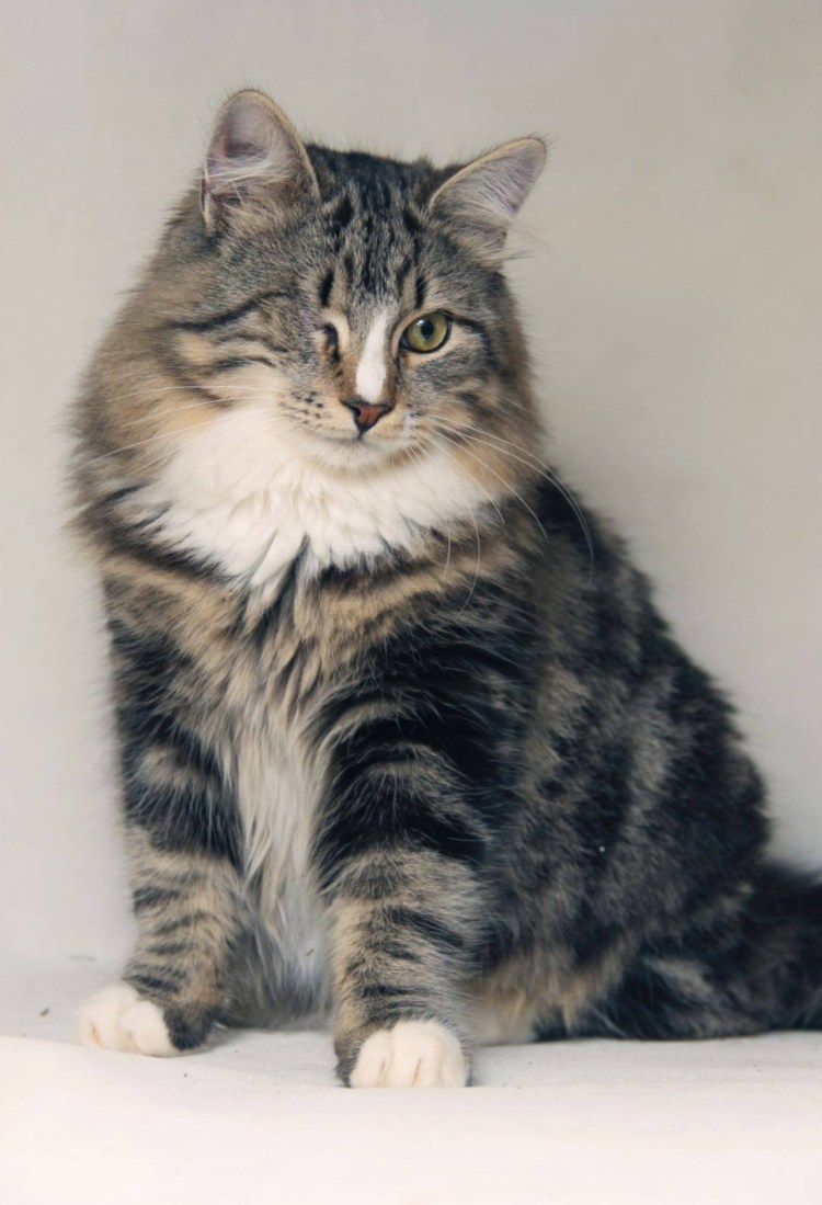 Сибирская кошка табби