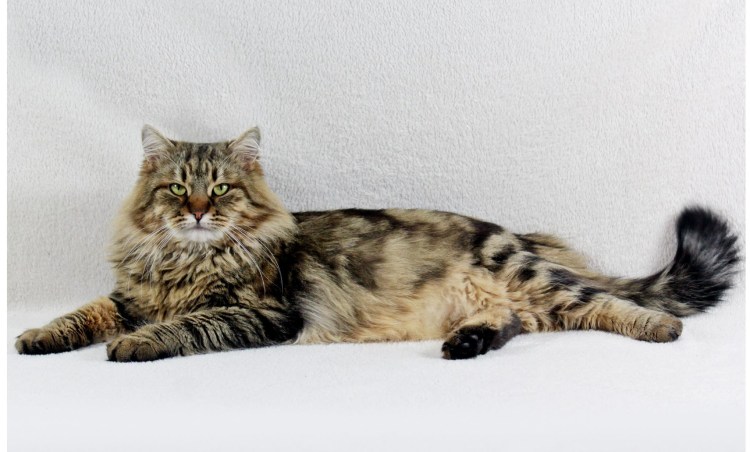 Сибирская кошка табби