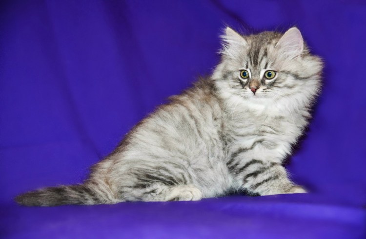 Сибирский серебристый кот