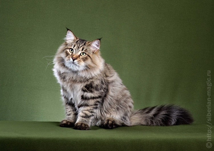 Сибирский кот табби