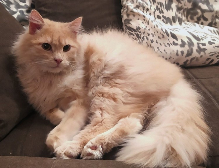 Сибирская кошка персикового окраса