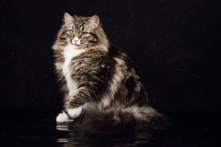 Сибирский мраморный кот