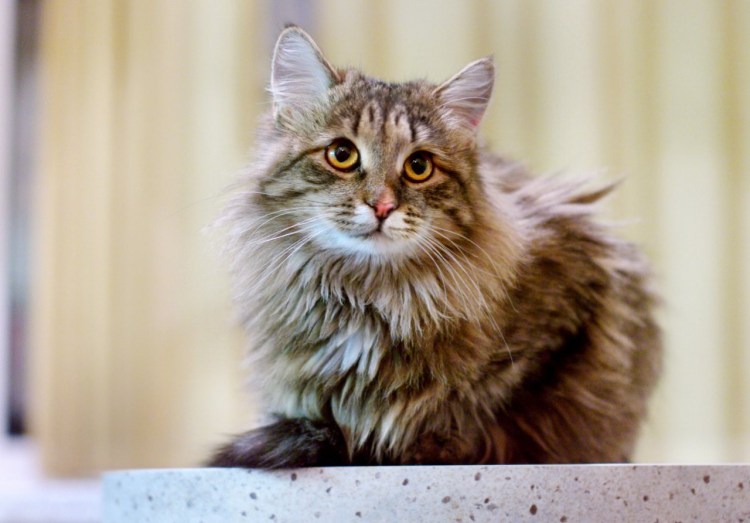 Восточно Сибирская кошка