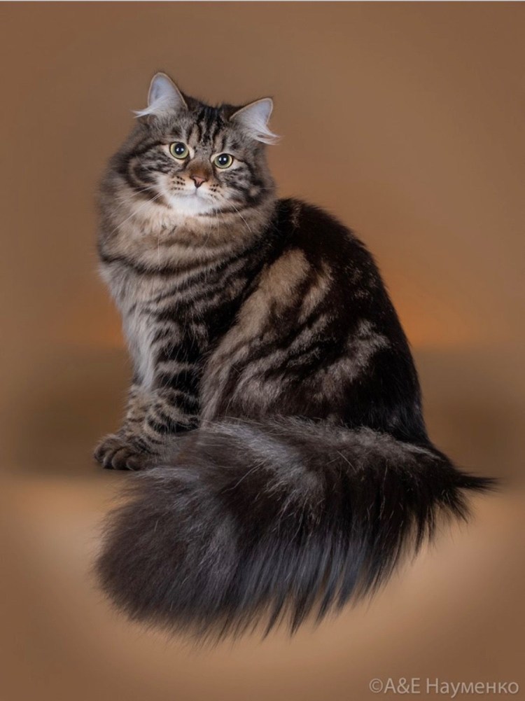 Сибирский мраморный кот